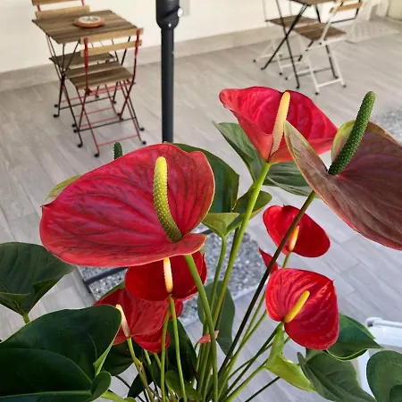 Bed and Breakfast Nonna Fifina - Accogliente B&B Con Parcheggio Privato E Colazione Interna Bitonto